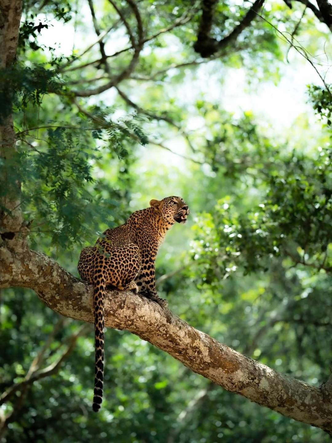 Kottamba Yala Stay & Safari Tissamaharama Exterior photo