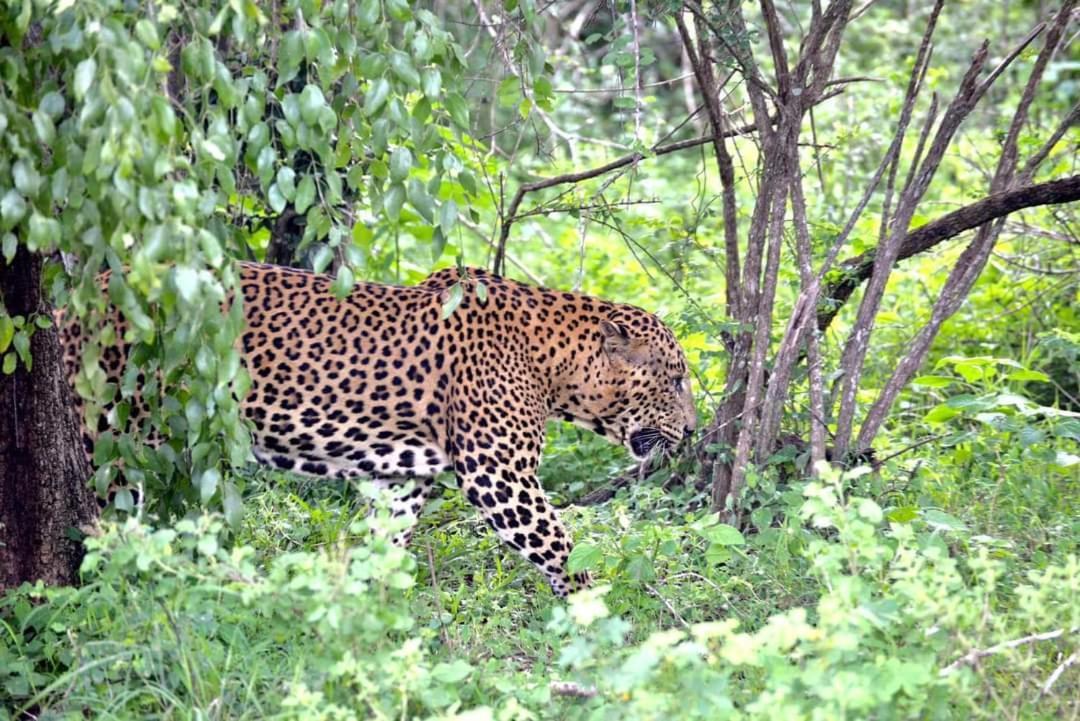 Kottamba Yala Stay & Safari Tissamaharama Exterior photo